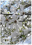 MagnoSoother